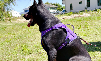 微观和宏观影响者：如何工作